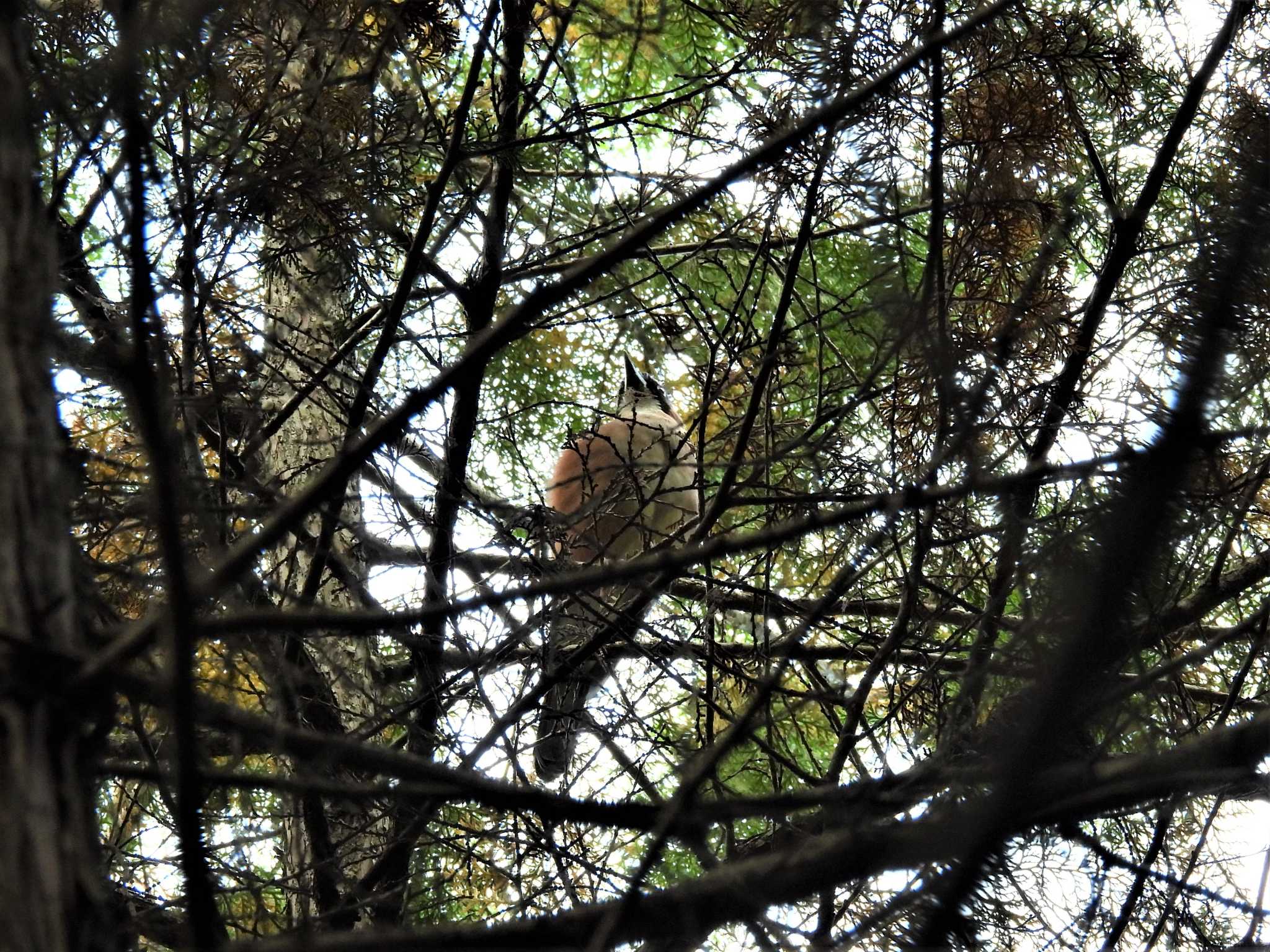 姫路市自然観察の森 カケスの写真