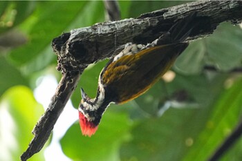 2021年11月4日(木) ウィンザー自然公園の野鳥観察記録