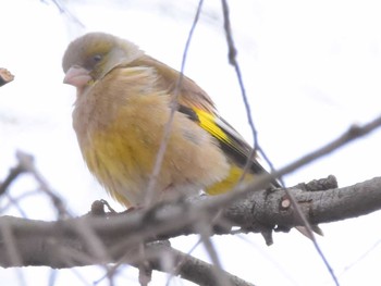 Grey-capped Greenfinch Showa Kinen Park Sun, 5/7/2017