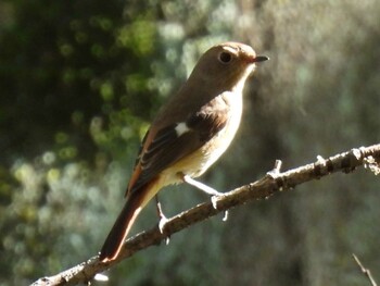 Daurian Redstart 河跡湖公園 Thu, 11/4/2021