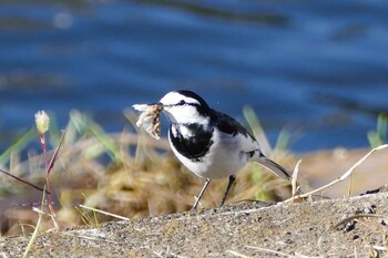 White Wagtail 東京都 Wed, 11/3/2021