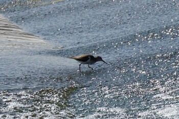 Wed, 11/3/2021 Birding report at 多摩川二ヶ領上河原堰