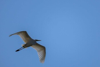 ダイサギ 上河原 2021年11月3日(水)