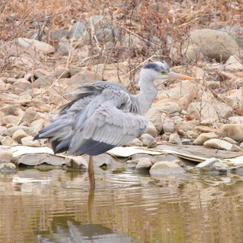 Grey Heron Showa Kinen Park Sun, 5/7/2017