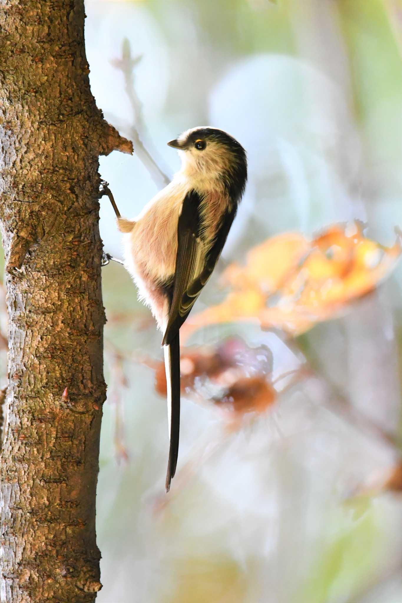 Long-tailed Tit