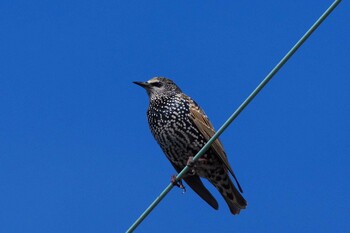 ホシムクドリ 湖北野鳥センター 2021年10月31日(日)