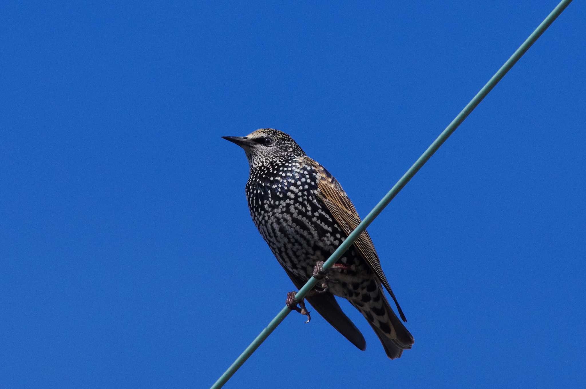 湖北野鳥センター ホシムクドリの写真 by KERON