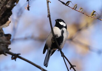 シジュウカラ 真駒内公園 2021年11月4日(木)