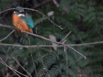Common Kingfisher 河跡湖公園 Thu, 11/4/2021