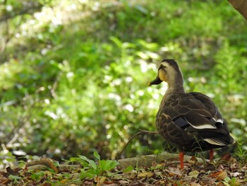 Eastern Spot-billed Duck 河跡湖公園 Thu, 11/4/2021