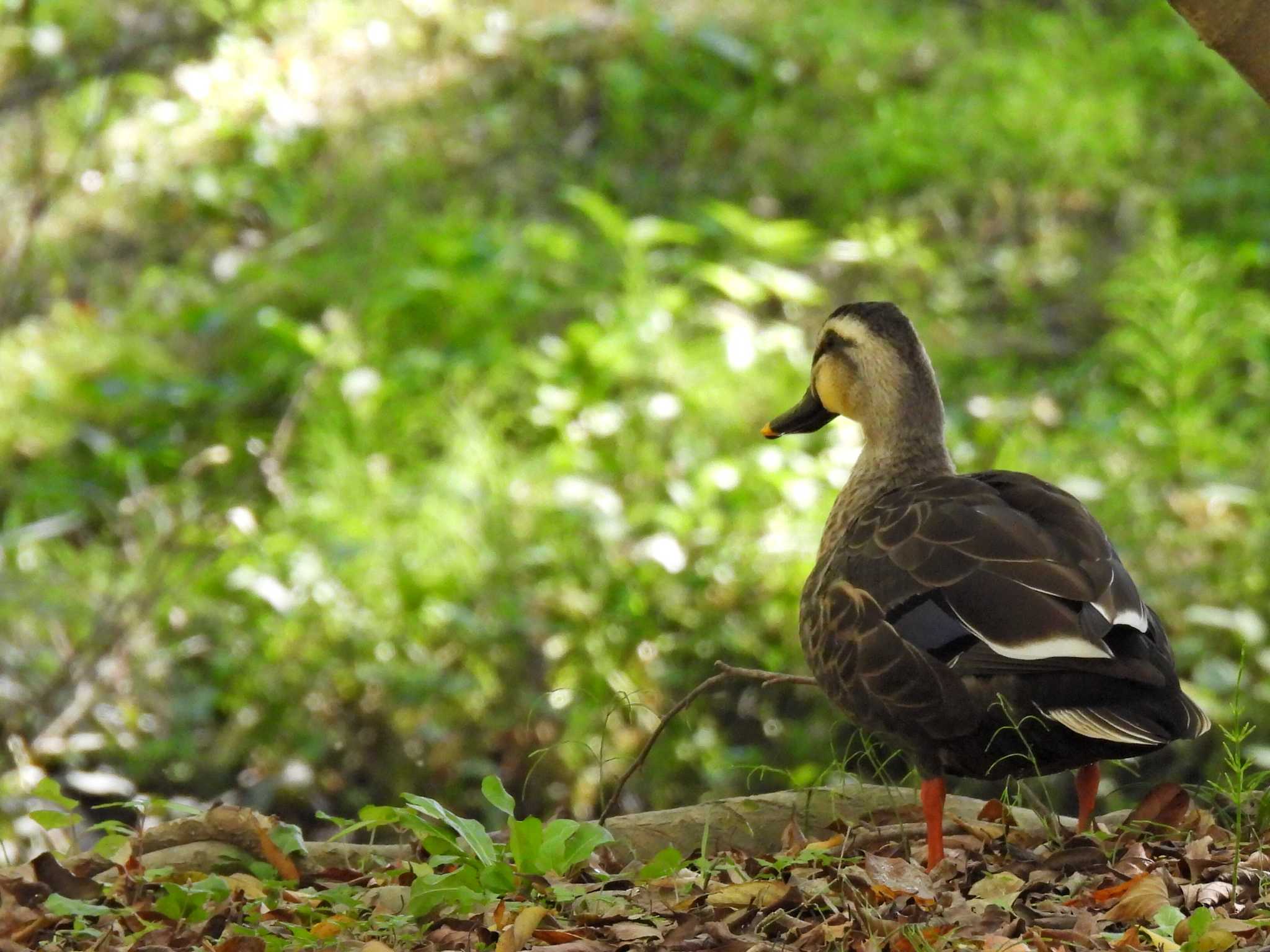 Photo of Eastern Spot-billed Duck at 河跡湖公園 by 寅次郎