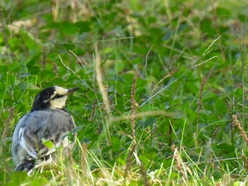 White Wagtail 河跡湖公園 Thu, 11/4/2021