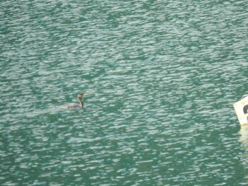 カワウ 宮ヶ瀬湖 2021年11月2日(火)