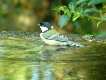 シジュウカラ 権現山(弘法山公園) 2021年10月2日(土)