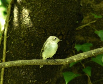 コサメビタキ 権現山(弘法山公園) 2021年10月2日(土)