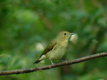 キビタキ 権現山(弘法山公園) 2021年10月2日(土)