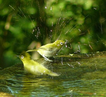 2021年10月2日(土) 権現山(弘法山公園)の野鳥観察記録