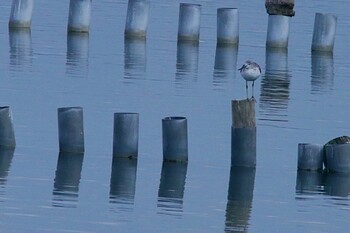 Wed, 11/3/2021 Birding report at 山口県立きらら浜自然観察公園