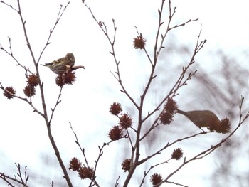 Eurasian Siskin 山梨県雁ヶ腹摺山 Wed, 11/3/2021