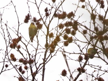 Eurasian Siskin 山梨県雁ヶ腹摺山 Wed, 11/3/2021