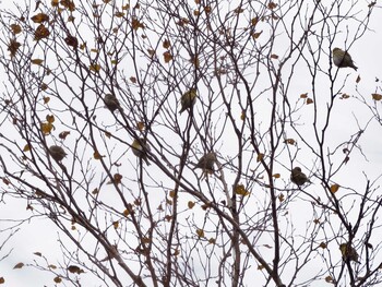 Eurasian Siskin 山梨県雁ヶ腹摺山 Wed, 11/3/2021