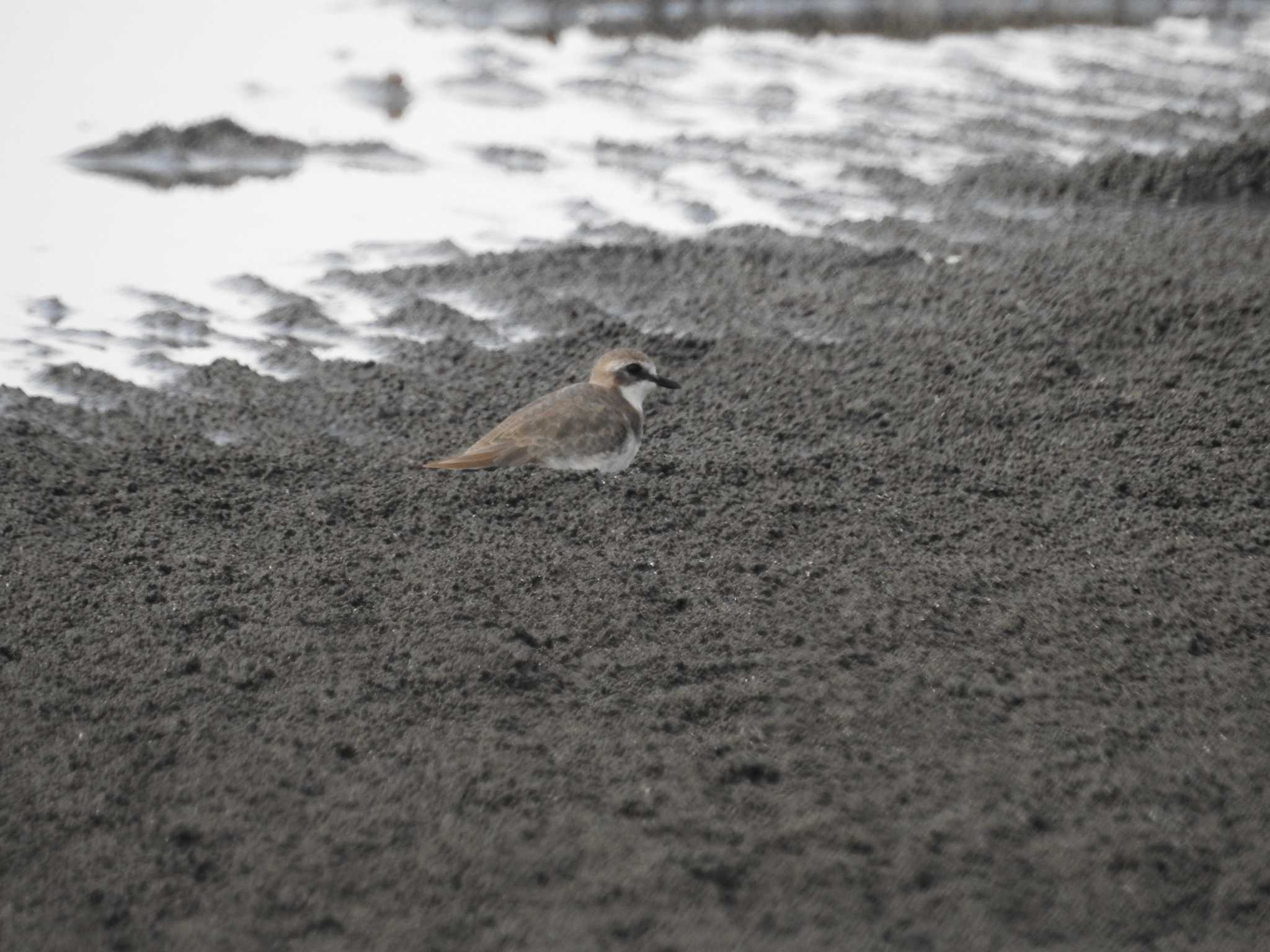 ふなばし三番瀬海浜公園 シロチドリの写真 by つきお