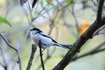 Long-tailed Tit 東京都立桜ヶ丘公園(聖蹟桜ヶ丘) Wed, 11/3/2021