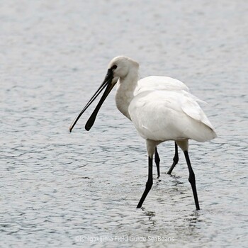 Eurasian Spoonbill Ishigaki Island Sun, 10/24/2021