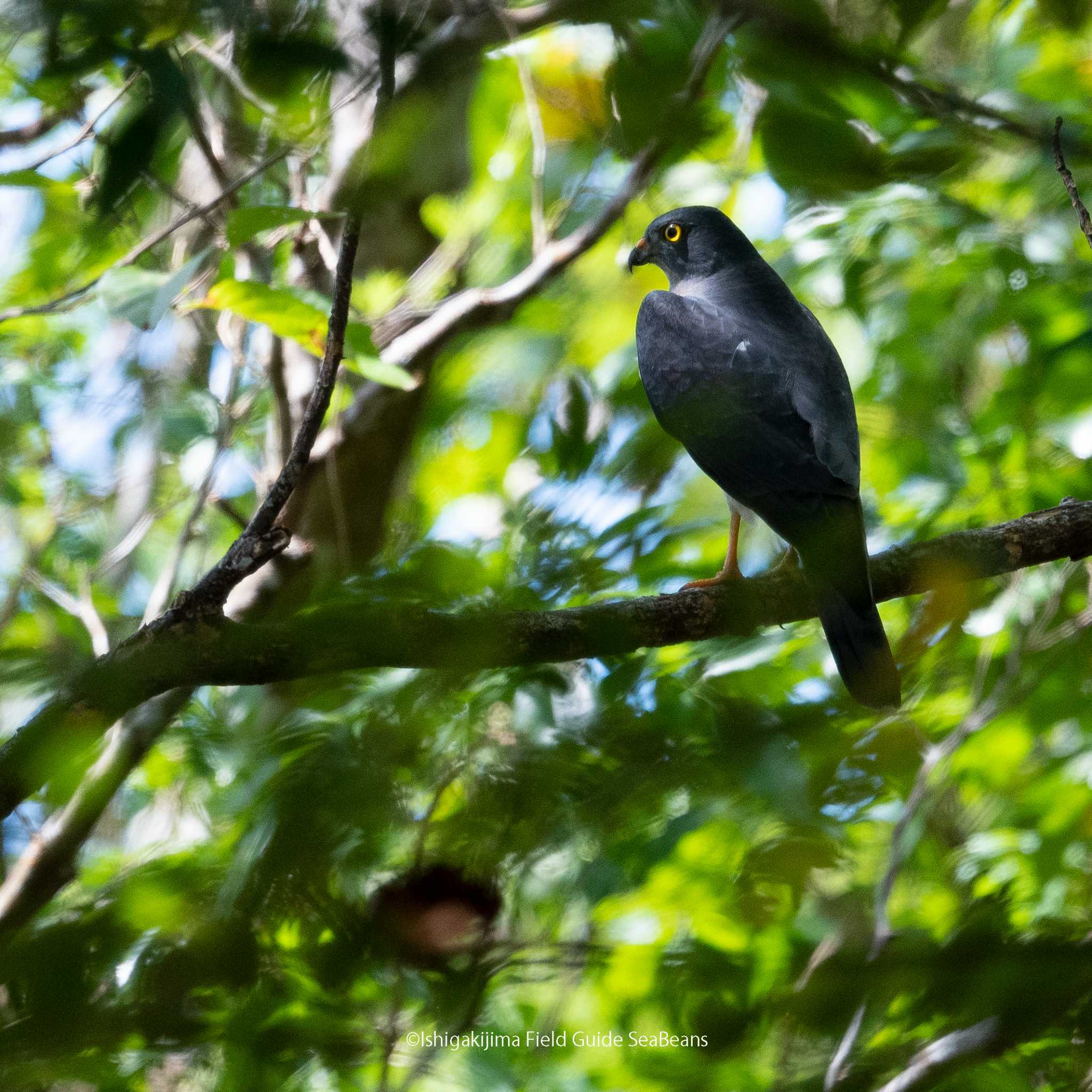 Photo of Chinese Sparrowhawk at Ishigaki Island by 石垣島バードウオッチングガイドSeaBeans