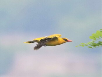 2021年6月26日(土) 青龍山公園(営口市)の野鳥観察記録