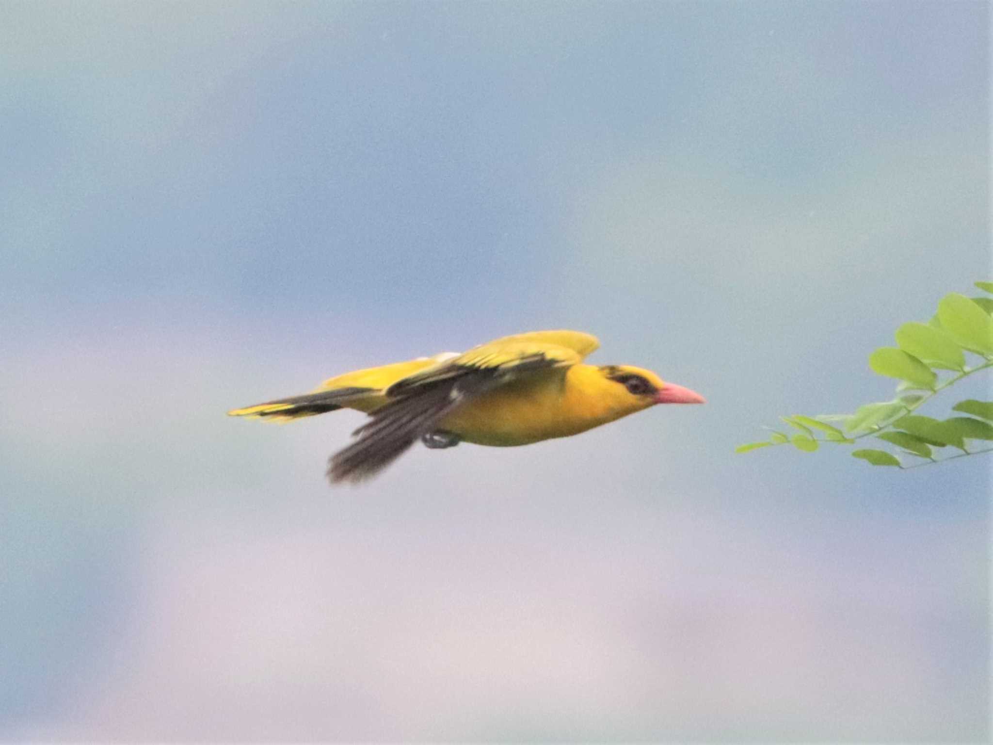 Photo of Black-naped Oriole at 青龍山公園(営口市) by ぼぼぼ