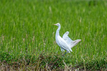 Medium Egret 天満大池 Wed, 10/6/2021