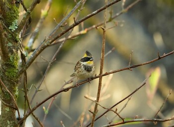 2021年11月3日(水) 十里木の野鳥観察記録