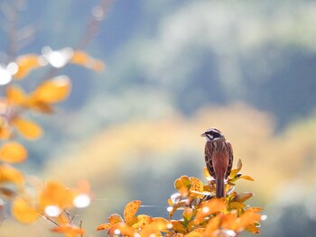 2021年11月4日(木) 滝畑ダムの野鳥観察記録