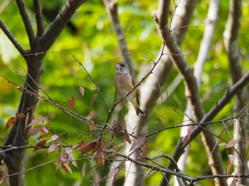 カワラヒワ 滝畑ダム 2021年11月4日(木)