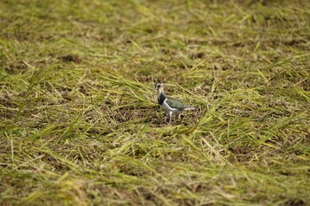 Northern Lapwing 斐伊川河口 Fri, 11/5/2021