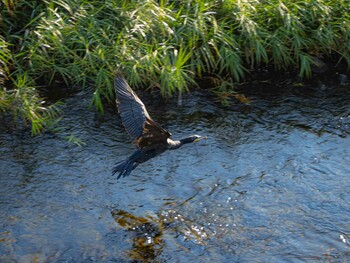 カワウ 境川 2021年11月5日(金)