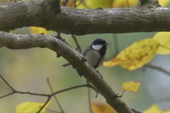 シジュウカラ 滋賀県甲賀市水口スポーツの森 2021年11月5日(金)