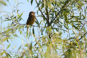 2021年11月4日(木) 多摩川二ヶ領宿河原堰の野鳥観察記録