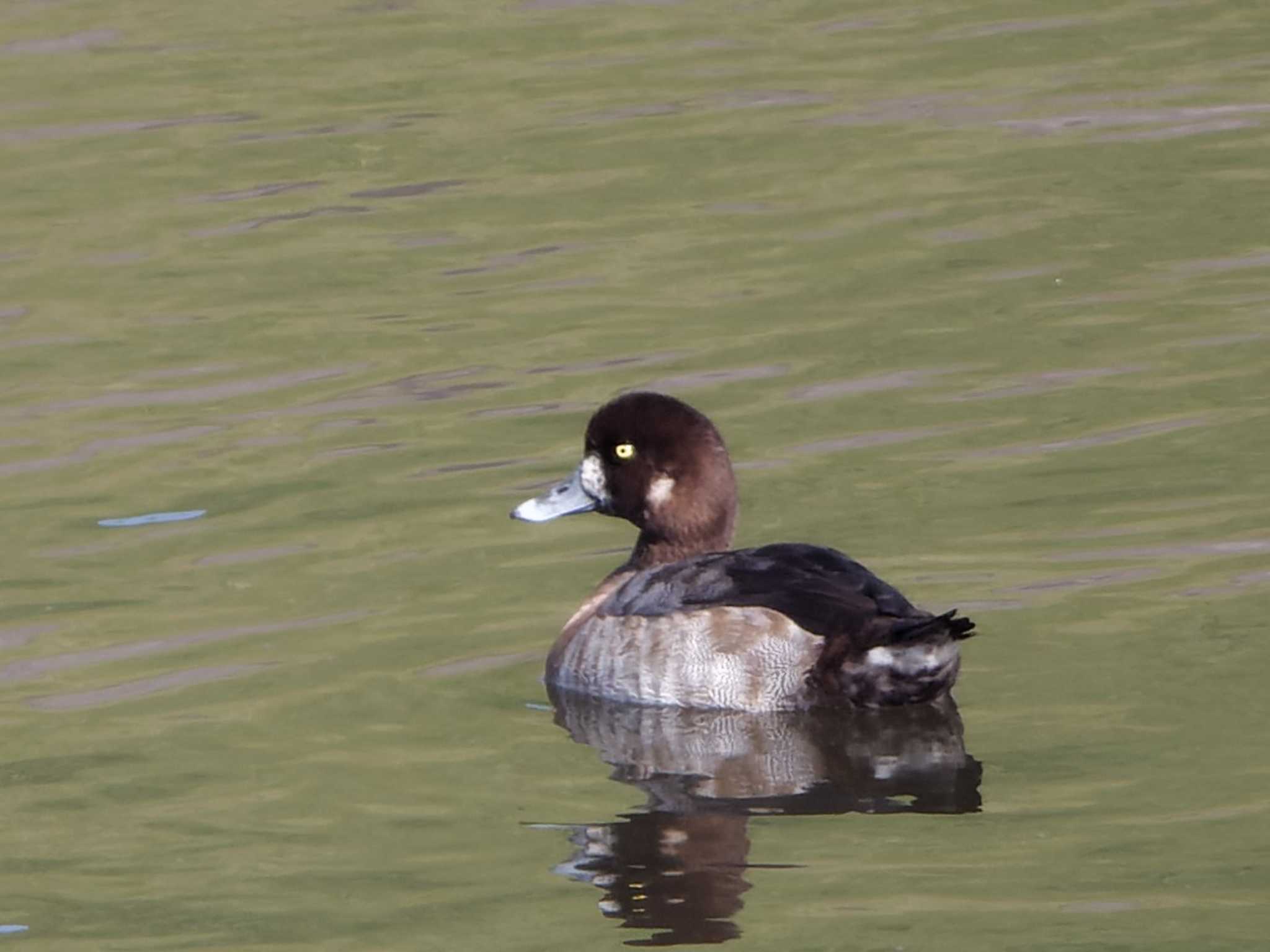 金田さざなみ公園(千葉県木更津市) スズガモの写真 by 丁稚