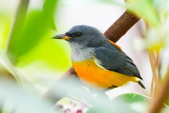 Orange-bellied Flowerpecker Bukit Timah Nature Reserve / Singapore Fri, 11/5/2021