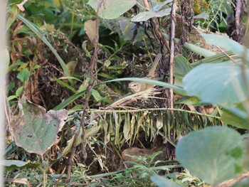 Japanese Bush Warbler Unknown Spots Fri, 11/5/2021