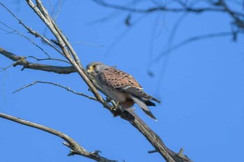 Common Kestrel 追分市民の森 Fri, 11/5/2021