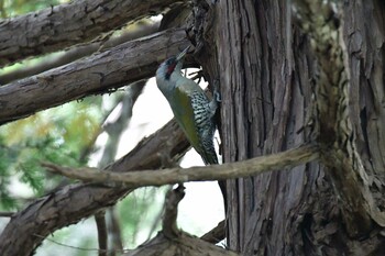 Japanese Green Woodpecker 東京都立桜ヶ丘公園(聖蹟桜ヶ丘) Wed, 11/3/2021