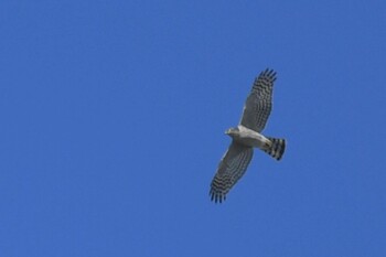 ハイタカ ふなばし三番瀬海浜公園 2021年11月5日(金)