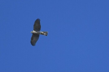 2021年11月5日(金) ふなばし三番瀬海浜公園の野鳥観察記録