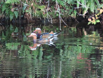 Mandarin Duck 岡山市内北区 Fri, 11/5/2021