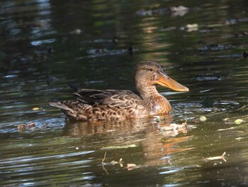 ハシビロガモ 秋ヶ瀬公園(ピクニックの森) 2021年11月5日(金)