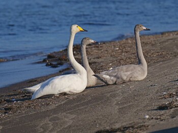 Whooper Swan 風連湖 Mon, 10/25/2021