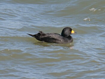 Mon, 10/25/2021 Birding report at Notsuke Peninsula